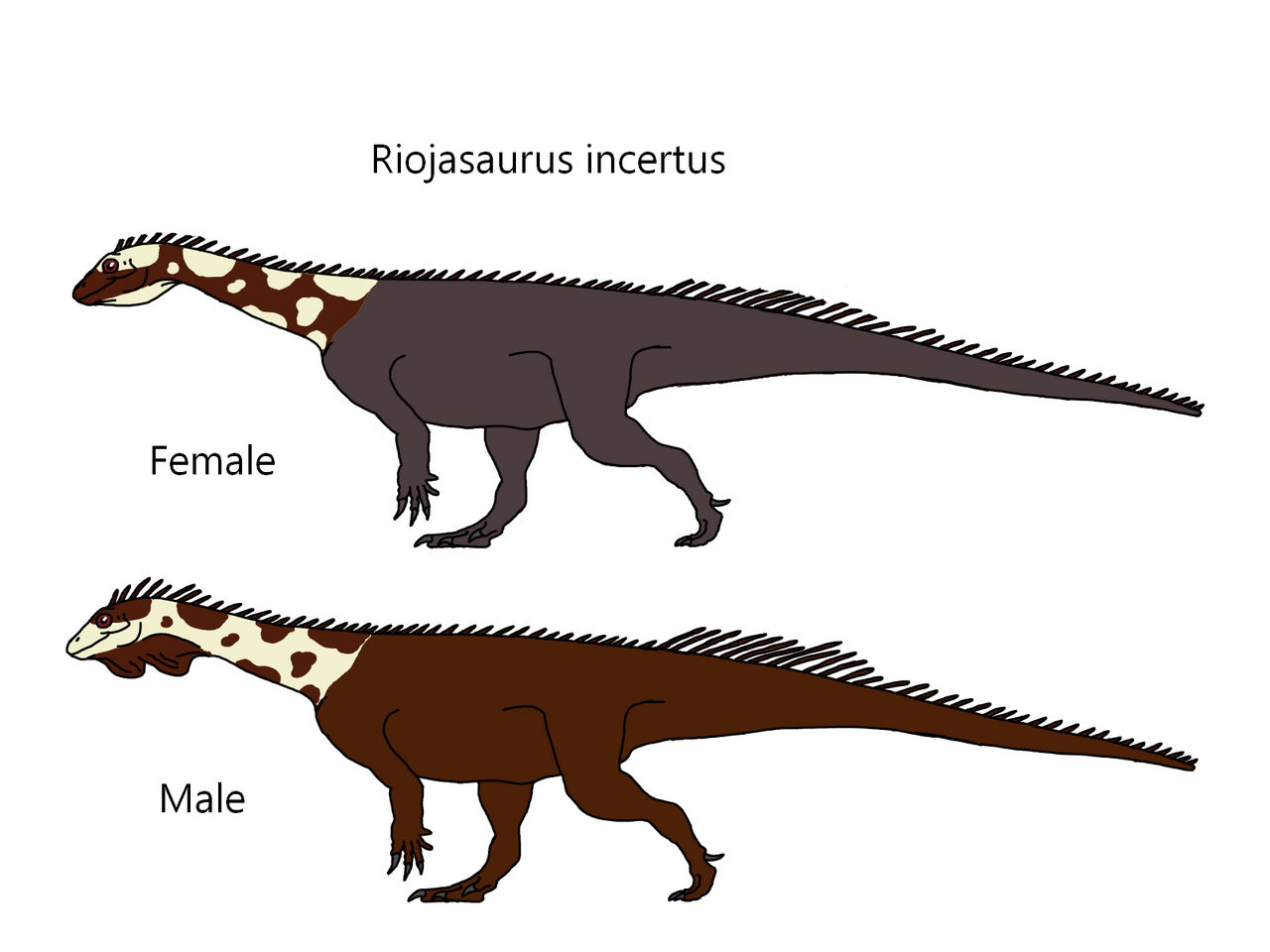 Incertus Riojasaurus incertus by Draco300 on DeviantArt