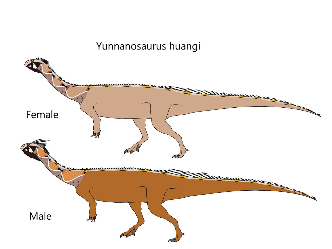 Yunnanosaurus huangi by Draco300 on DeviantArt