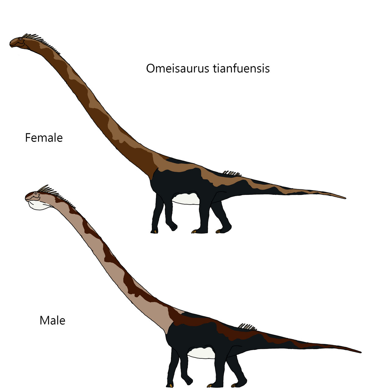 Omysaurus Omeisaurus tianfuensis by Draco300 on DeviantArt