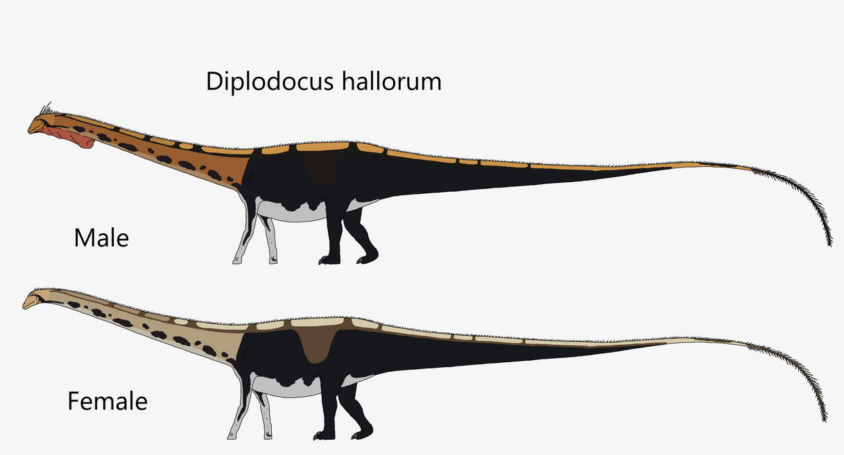 Diplodocus hallorum by Draco300 on DeviantArt