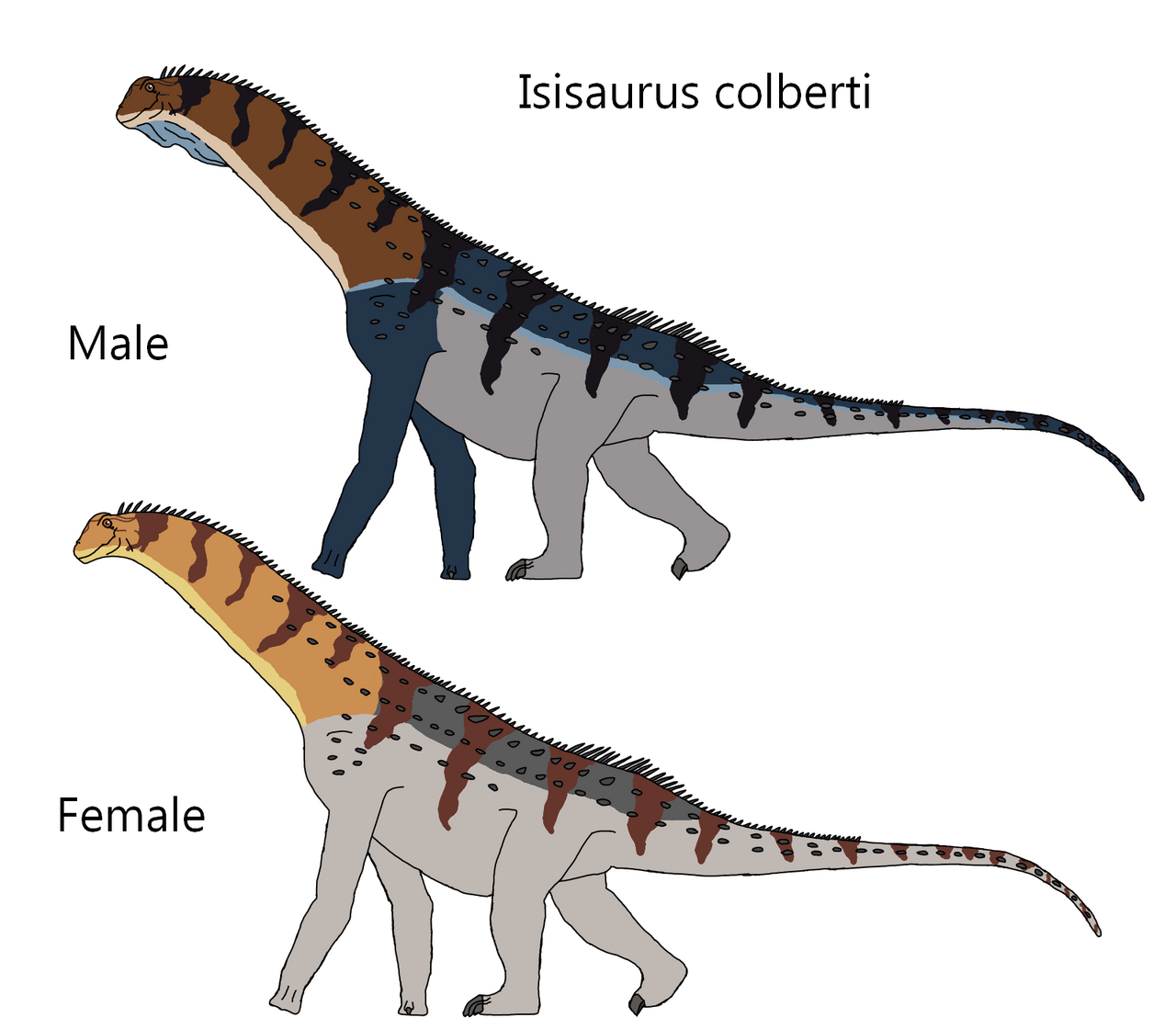 Isisaurus Model Isisaurus colberti by Draco300 on DeviantArt