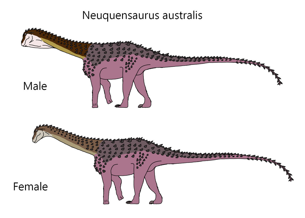 Neuquensaurus australis by Draco300 on DeviantArt