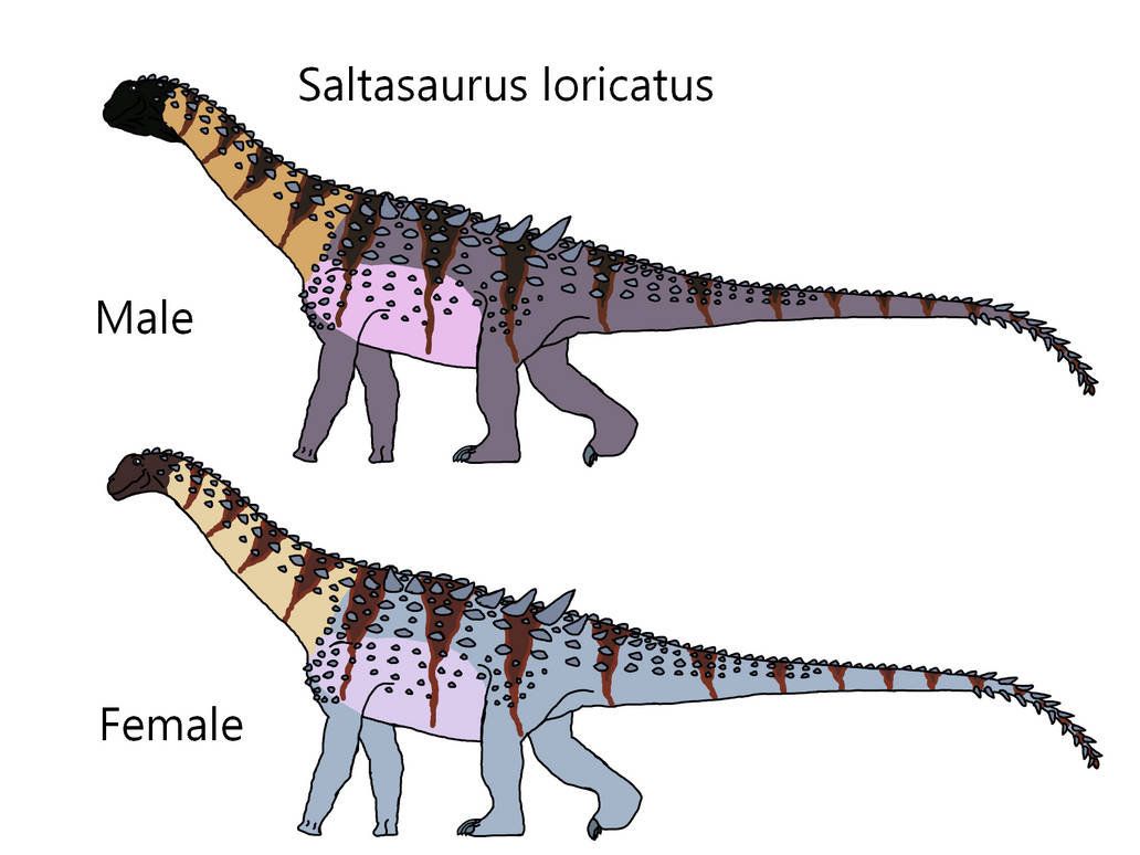 Saltasaurus Tooth Saltasaurus loricatus by Draco300 on DeviantArt