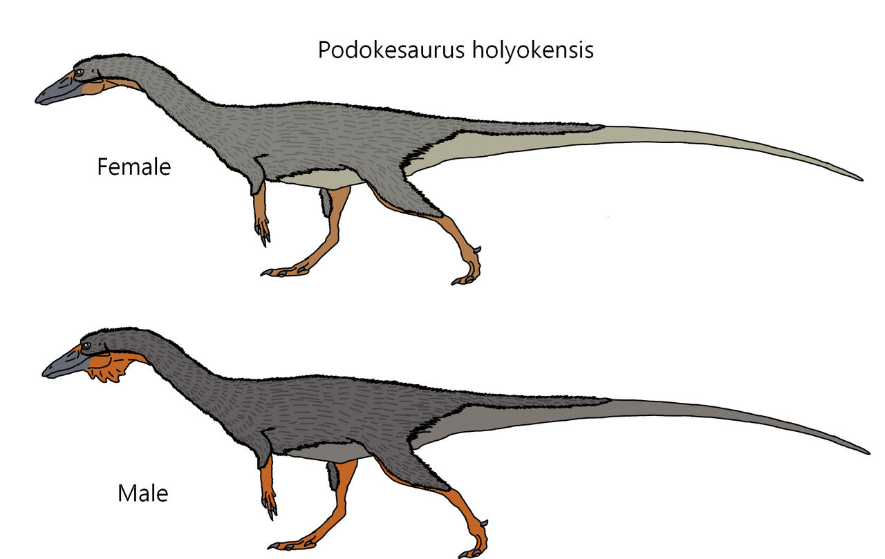 Podokesaurus Podokesaurus holyokensis by Draco300 on DeviantArt