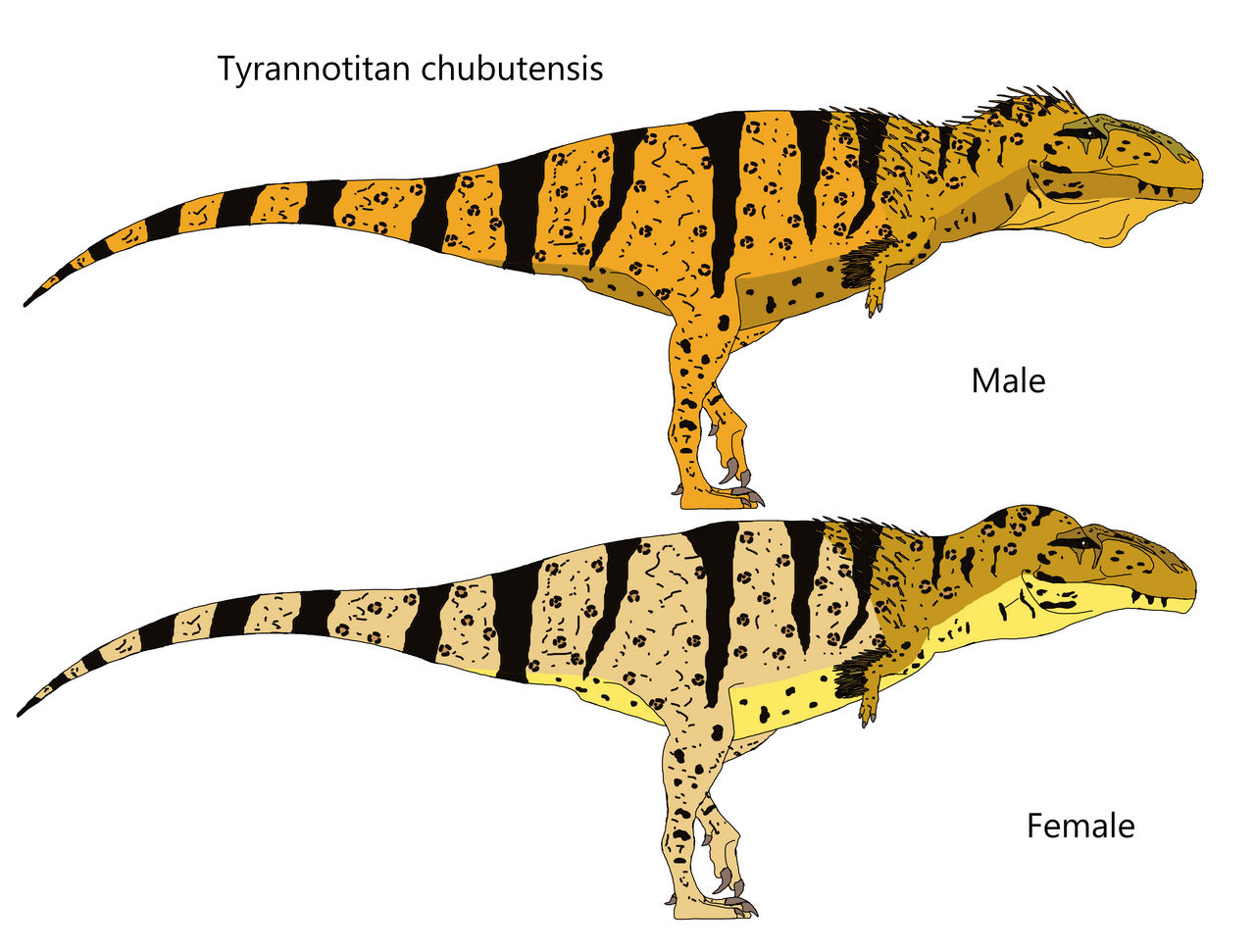 Tyrannotytan Tyrannotitan chubutensis by Draco300 on DeviantArt