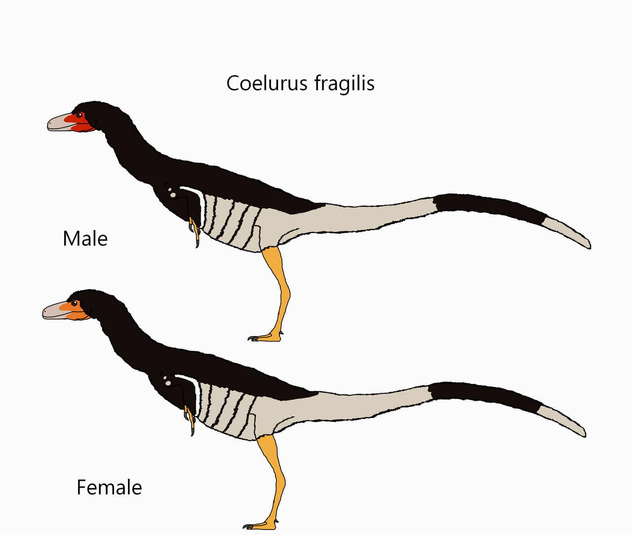Coelurus Deviantart Coelurus fragilis by Draco300 on DeviantArt