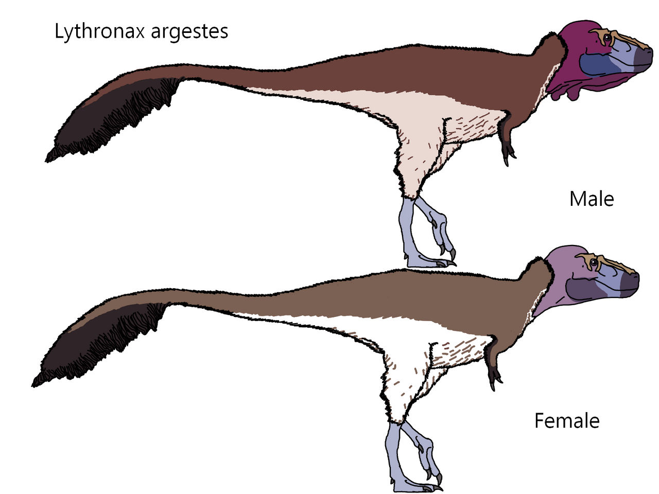 Lythronax Tooth Lythronax argestes by Draco300 on DeviantArt