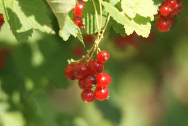 Red currants