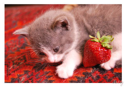 Cats and strawberries