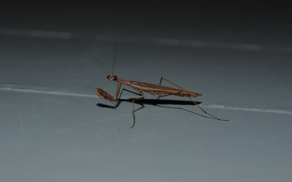 Praying mantis