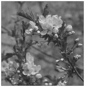 Blooming tree in black n white