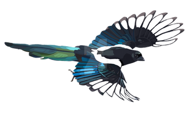 Magpie