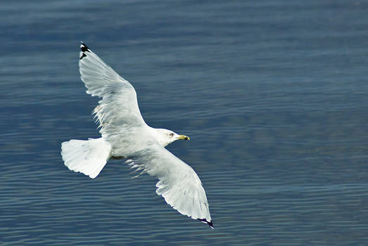 ring-billed gull inflight