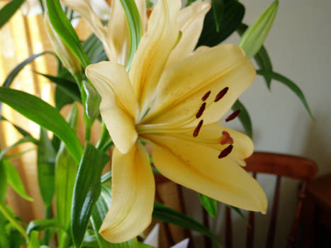 Lillies 5