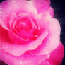 Pink Rose