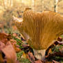Mushroom in autumn.