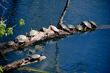 Sunbathing