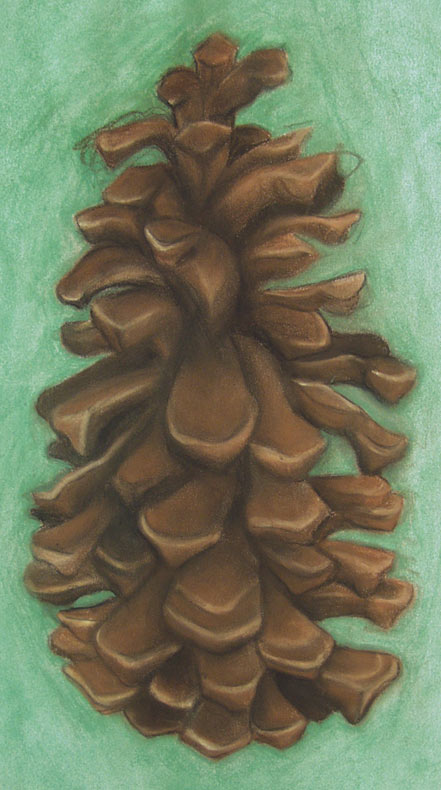 Pine Cone