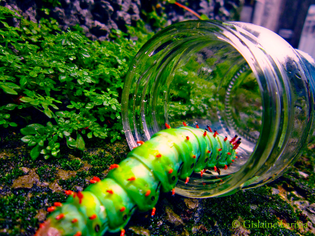 Different Caterpillar #2