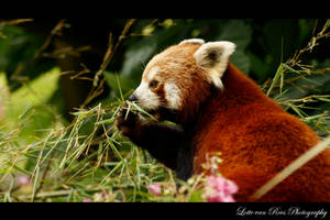 Red Panda