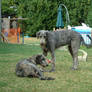 Wolfhounds