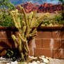 Cacti Against the Wall