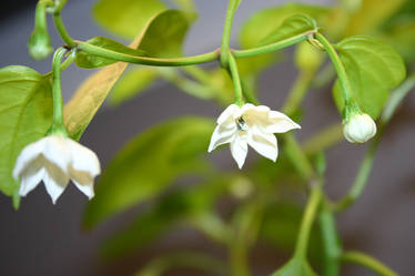 Jalapeno Blossom