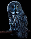 great grey owl on perch by live-chimera