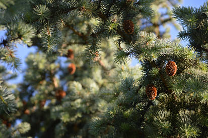 Pines up close