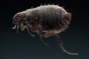 Albino Flea Concept