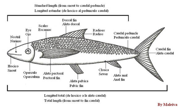 Outline of teleost fish