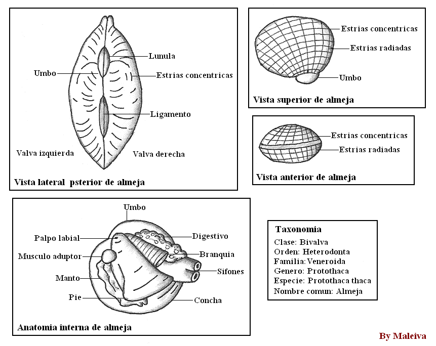 Clam