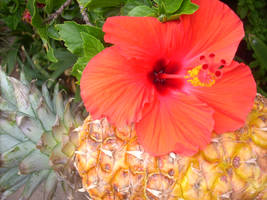 Hibiscus and pineapple