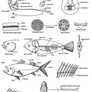 Fish Anatomy vol. 2