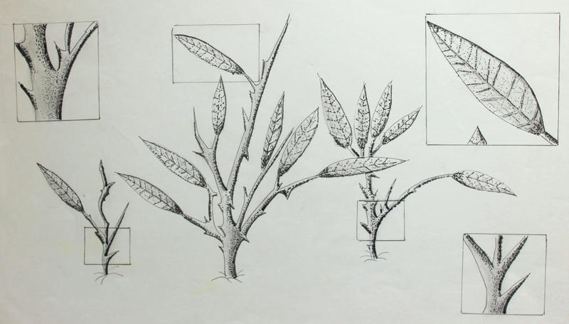 leaves