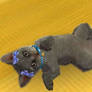 Nintendogs + Cats: Blacky