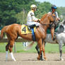 Racehorse Stock 34