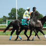 Racehorse Stock 87