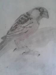 sparrow