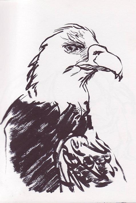 Eagle Study