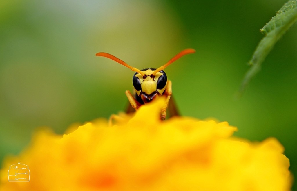 a portrait of yellow worker