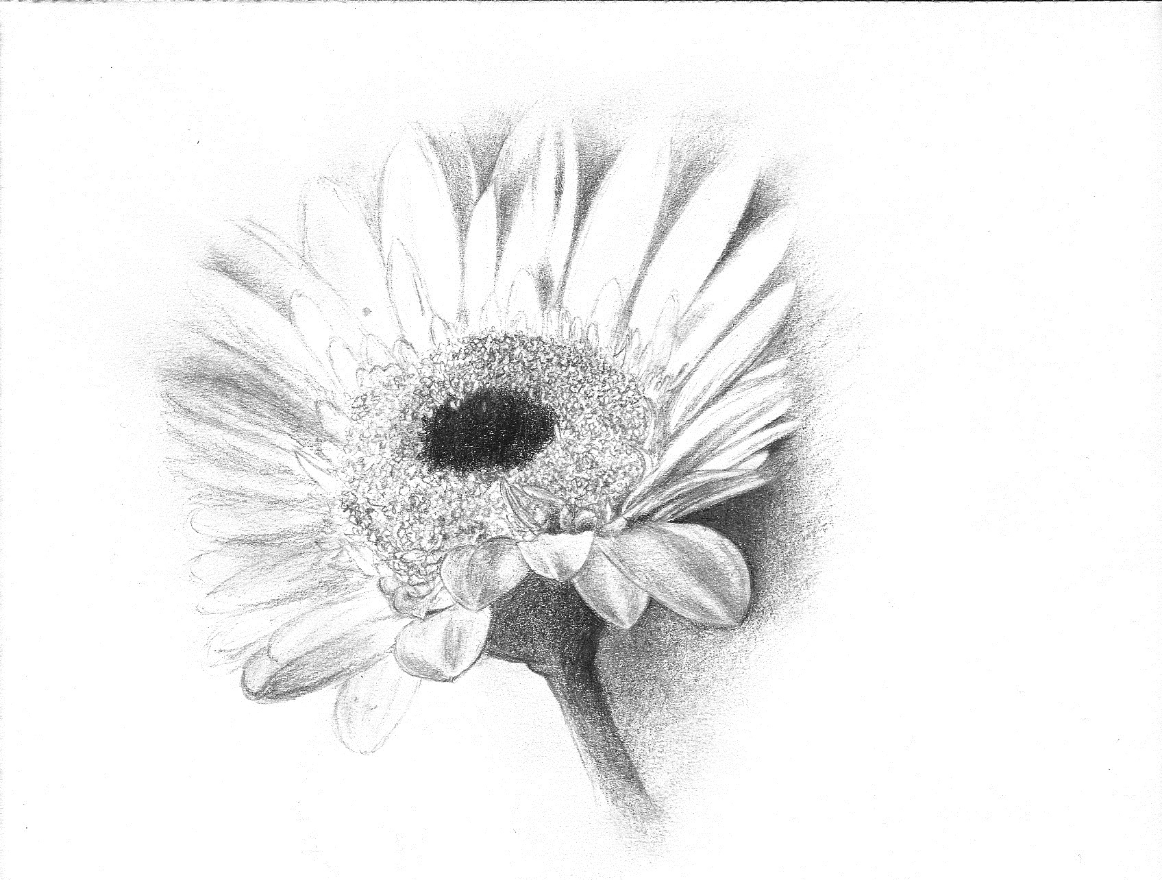 Gerber Daisy