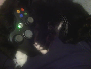 my kitty stole my xbox controller
