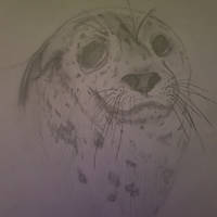 Seal Drawing!