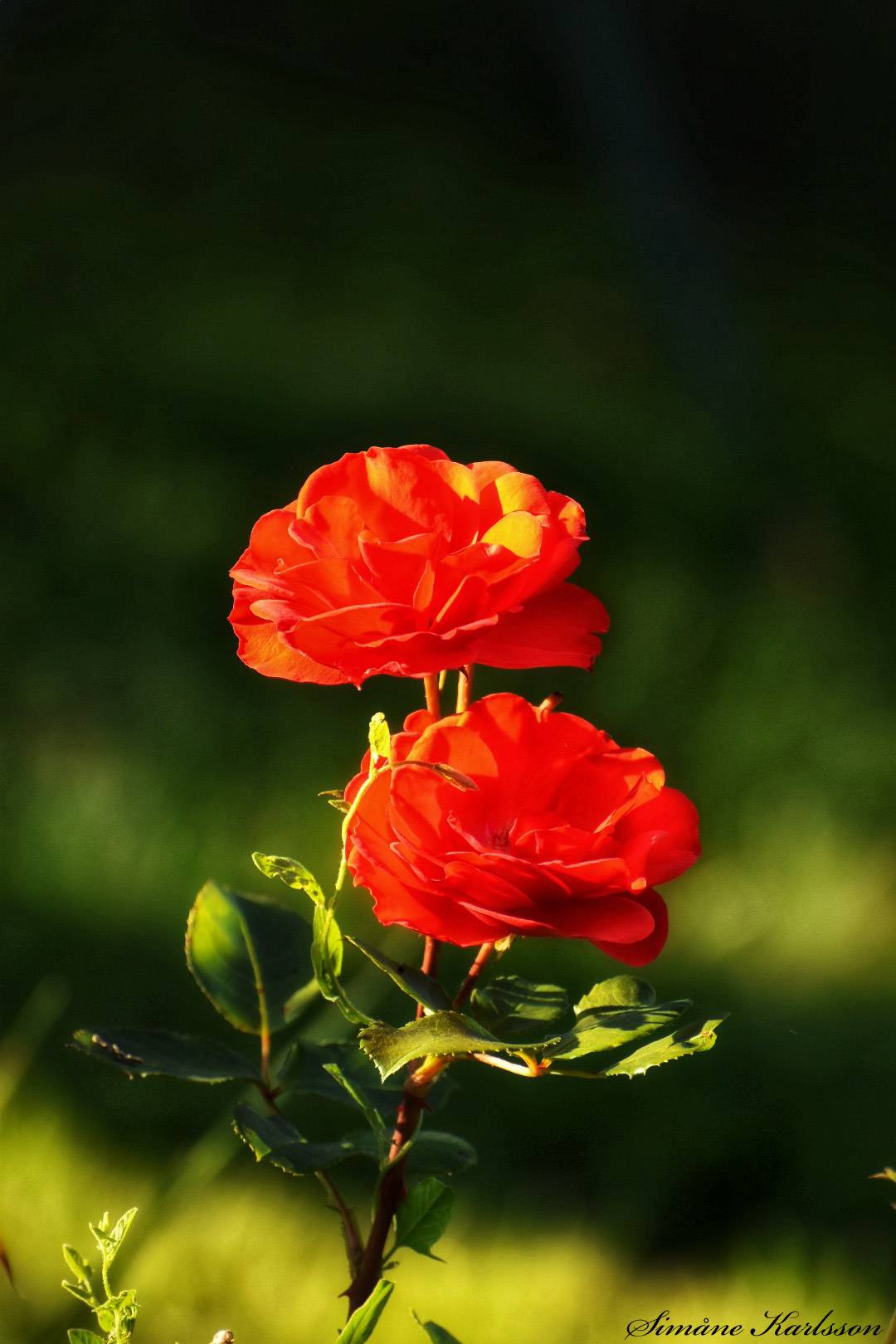 Magic Red Roses by FotografSimone94 on DeviantArt
