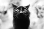 super black cat by formylittleprince