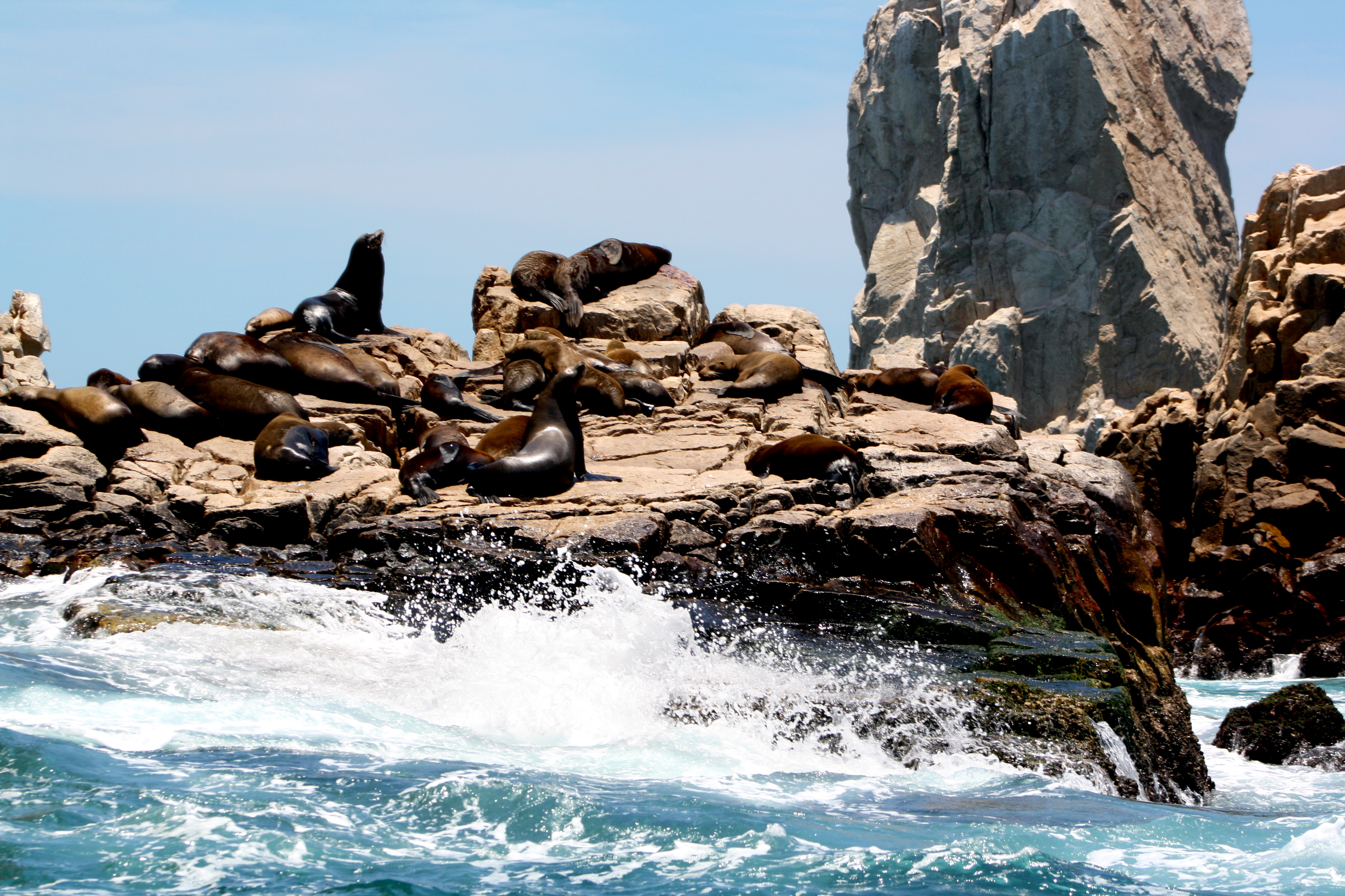 Lazy Lions of the Sea