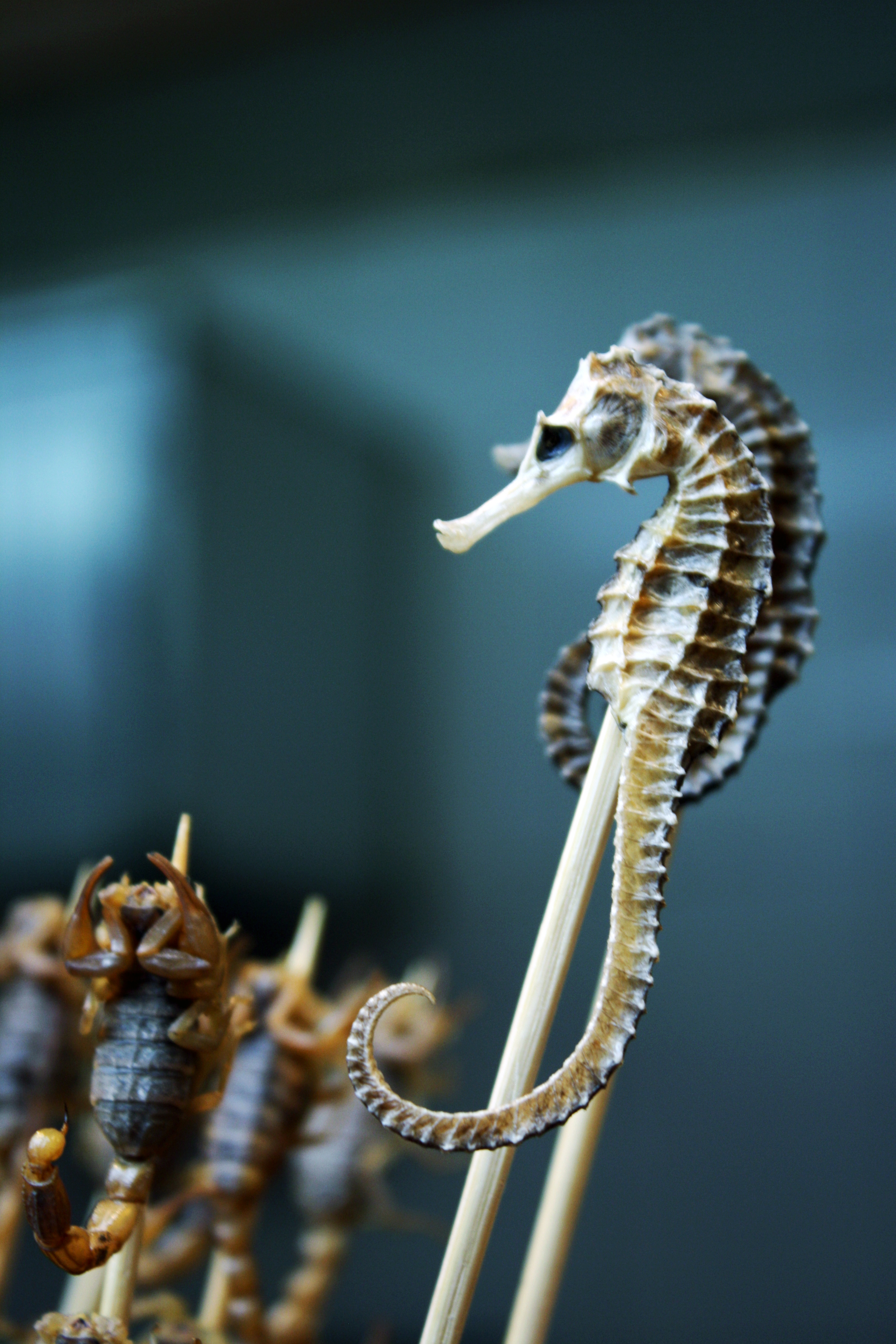 Seahorse on a Stick