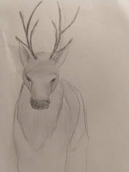 Deer sketch