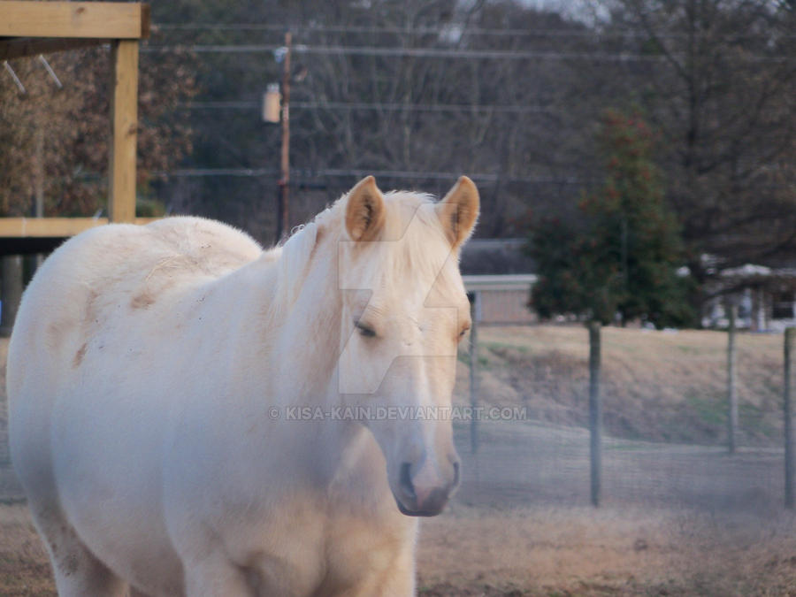 White Horse 2